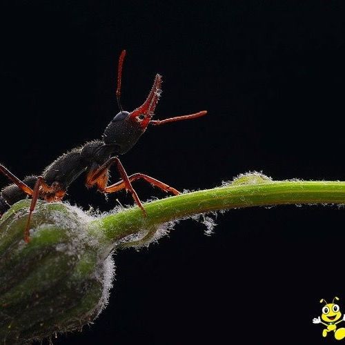 瑾伦猎镰猛蚁大型宠物蚂蚁蚁后繁殖产卵活体新手家养 5后50工【图片