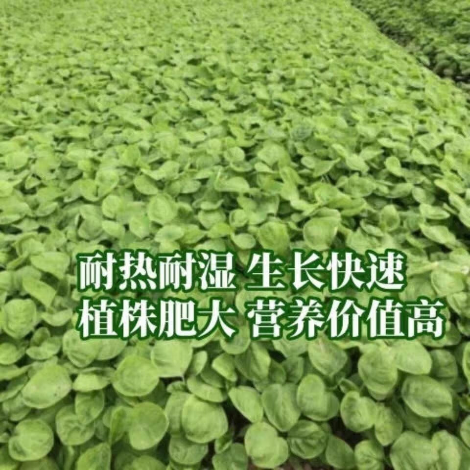 16c938efa6477d1d.jpg