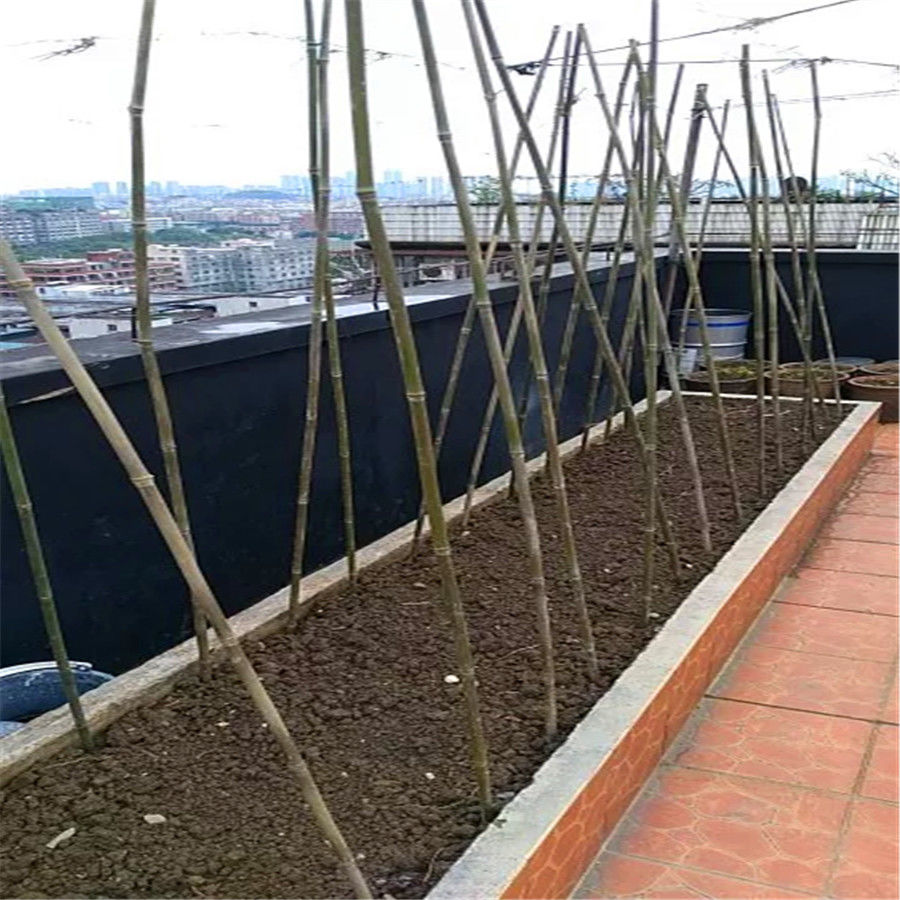 各种规格细竹竿子 菜园搭架 篱笆豆角竹竿 旗竹杆 竹杆架种菜园搭架