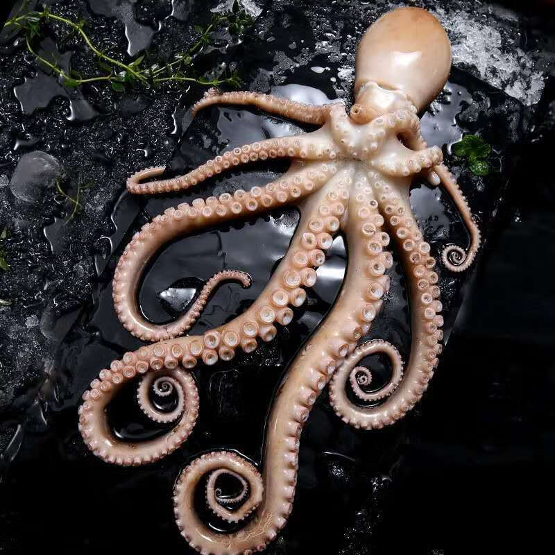 网红爆头大长腿八爪鱼新鲜鲜活大长腿八爪鱼海捕大长