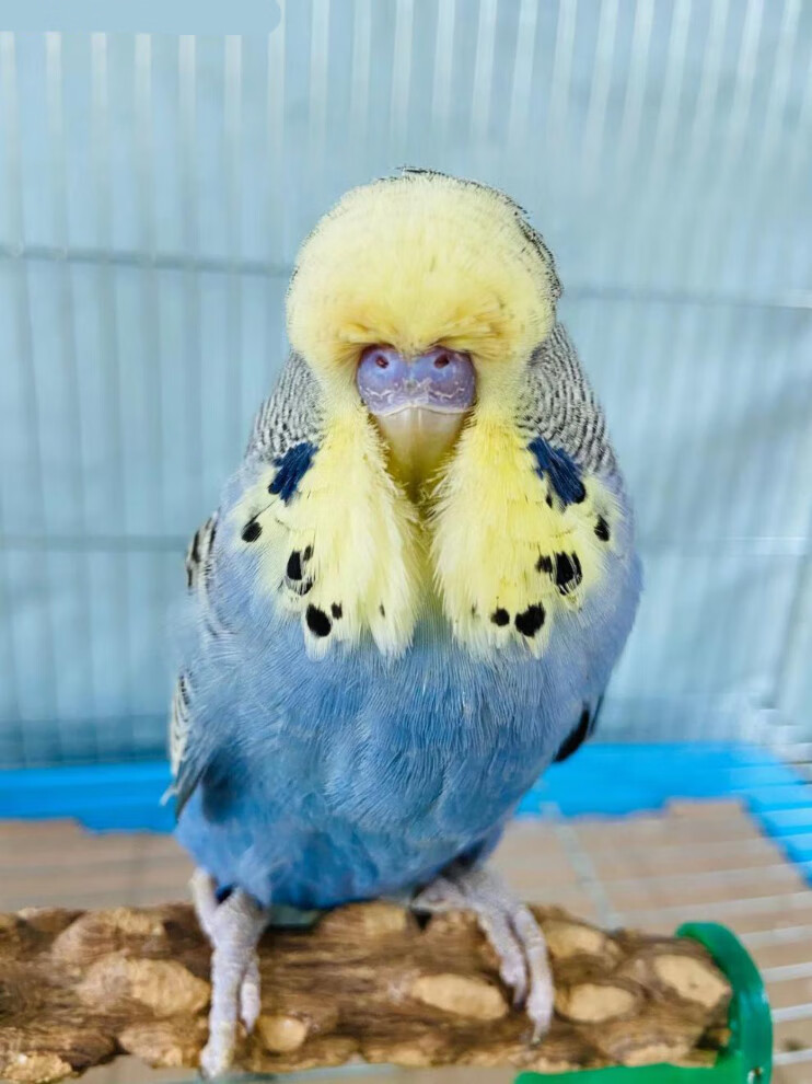 活体欧血虎皮大头大体型蘑菇头鹦鹉可繁殖可教说话雏鸟上手观赏鸟天