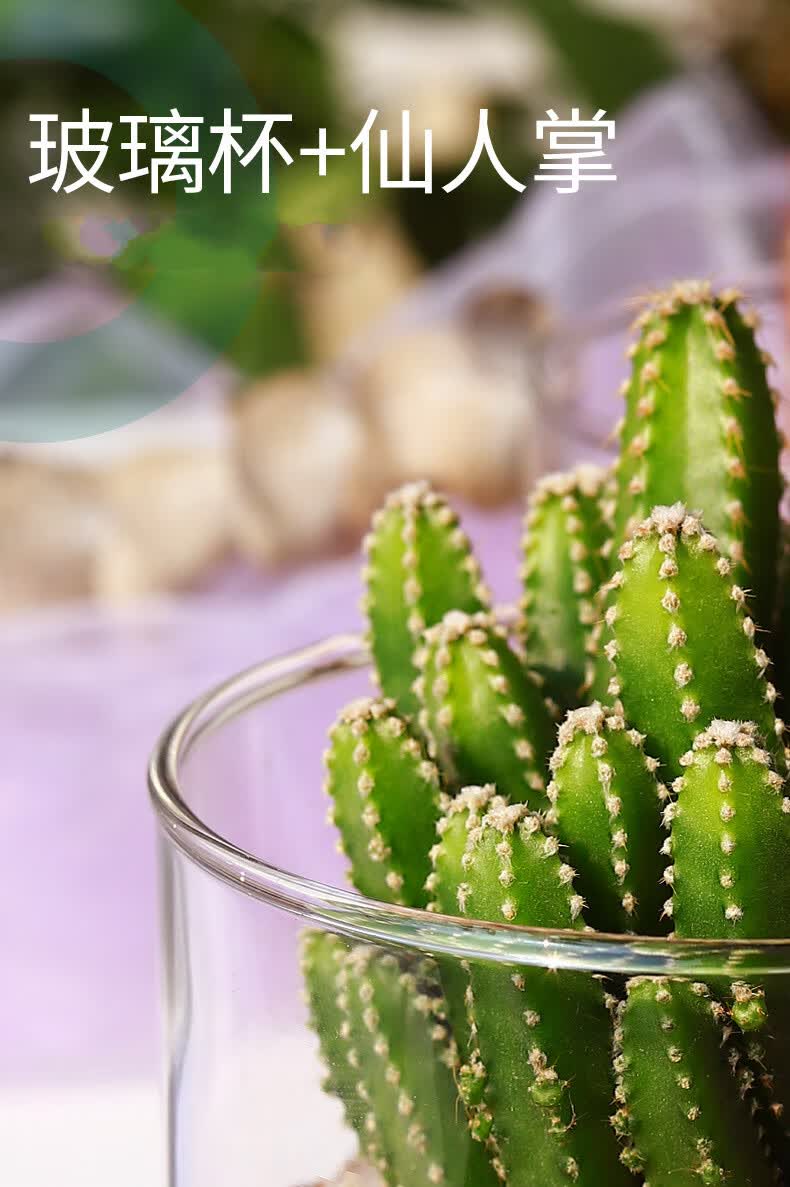 多肉植物仙人掌盆栽室内肉肉仙人球小盆栽开花可爱桌面绿植红毛掌玻璃
