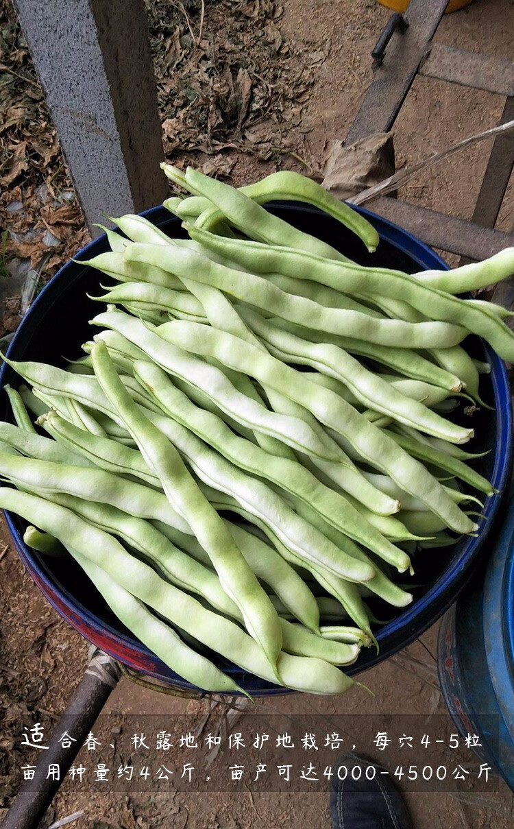 寿禾四季豆种子豆角九粒白芸豆苗高产种籽早熟南极星吉星九粒白种子