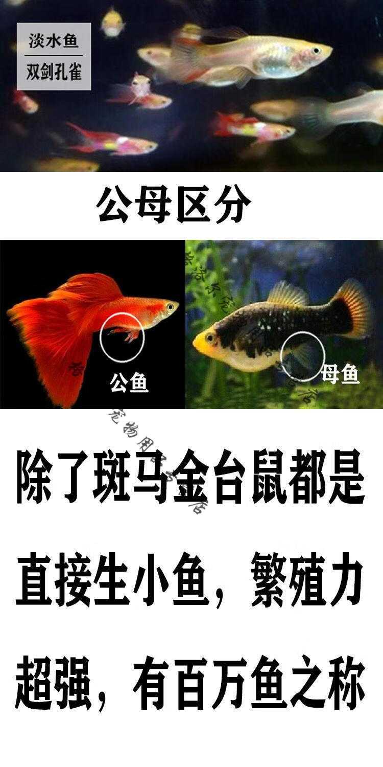 金鱼雌雄分辨图解图片