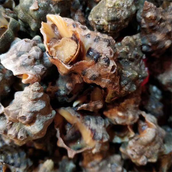 霞浦无沙鲜活苦螺海螺辣螺海捕海鲜活体发货 两斤【图片 价格 品牌 报