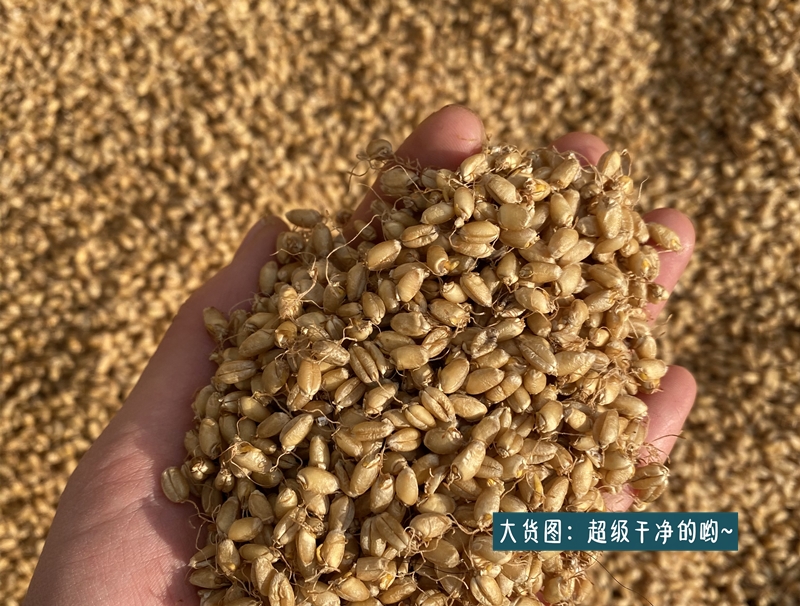 五味子硒麦芽茶五味子硒麦芽茶五味子硒麦芽粉硒芽五梅子茶30包