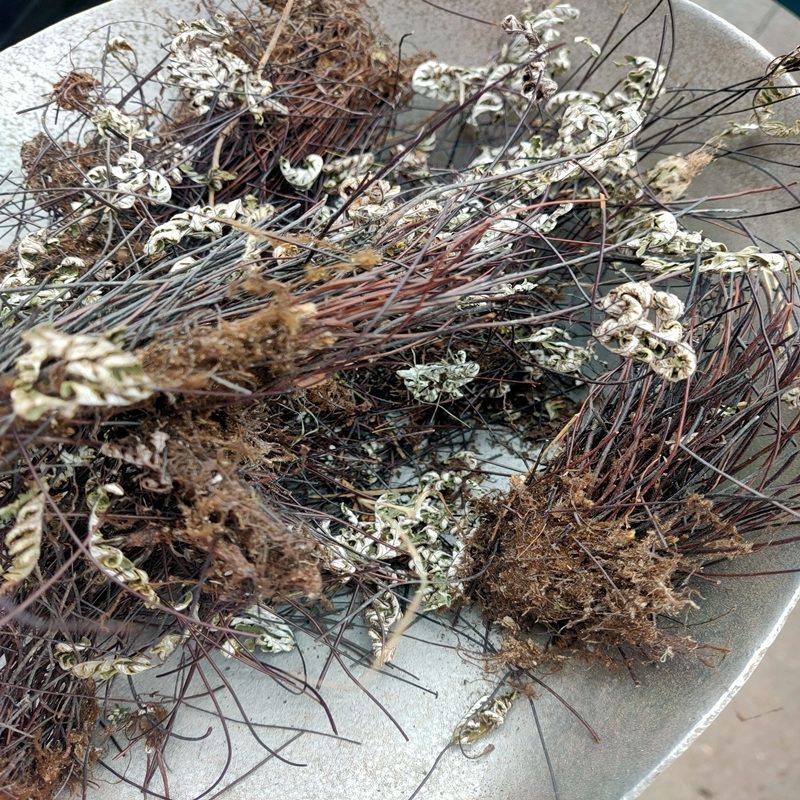 【官方旗舰】通经草金丝草止惊草月草铜丝草不调白背连石崖茶岩飞草