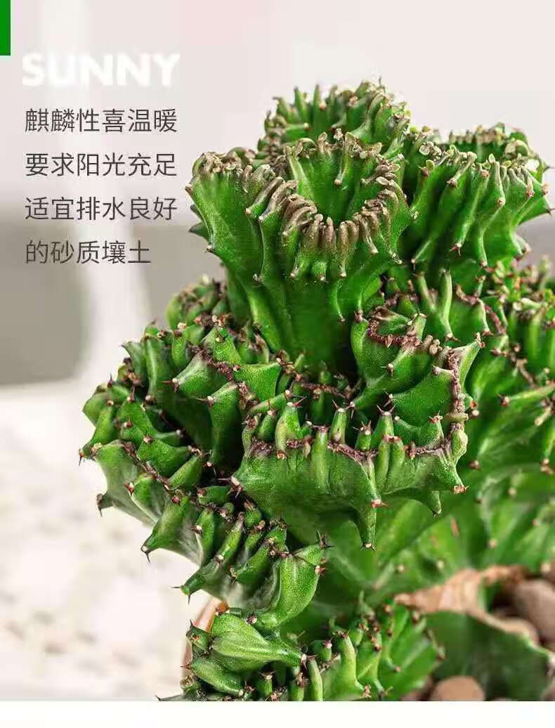 hqc 麒麟掌盆栽苗多肉植物嫁接玉麒麟室内绿植 彩麒麟高度原土定制 带