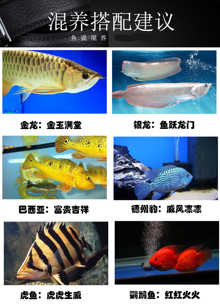 飞凤鱼观赏鱼泰国鲫短身金凤银凤柠檬鲫直纹龙鱼配鱼鱼苗黄化热带 13