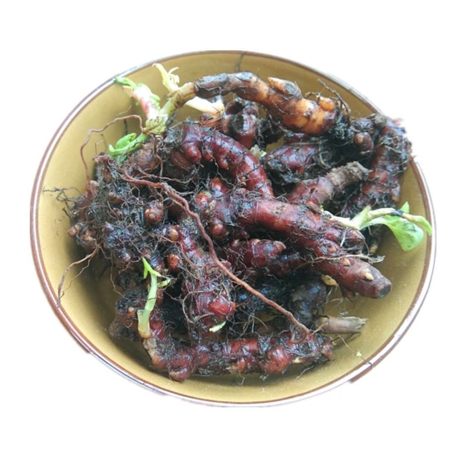 贵州新鲜花蝴蝶草药500克 中药原材料赤胫散野外生花脸荞根土竭力荞子