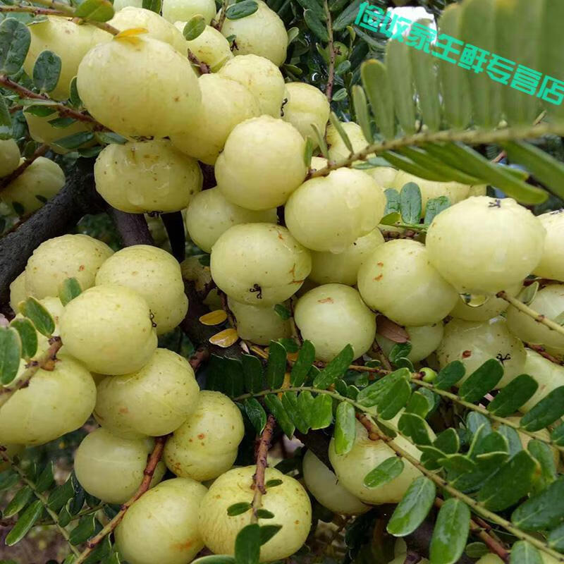 【顺丰上门】潮汕普宁崩坎甜油甘新鲜油甘果牛甘果余甘果甜种 柿饼甜