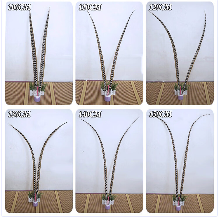 孙悟空俏花旦京剧戏曲京戏演出天然野鸡翎毛雉鸡羽长翎子羽毛头饰 100