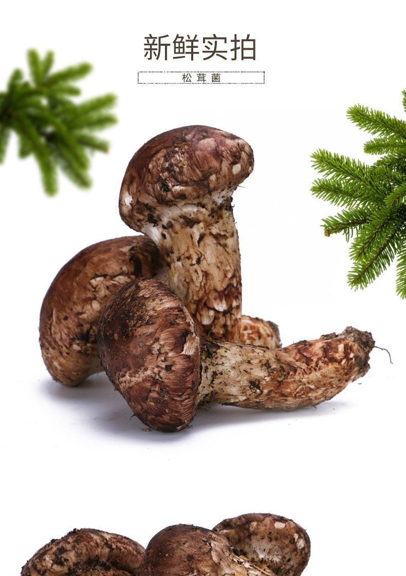 【顺丰空运】香格里拉新鲜松茸菌野生出口级云南特产野生菌菌子 香格
