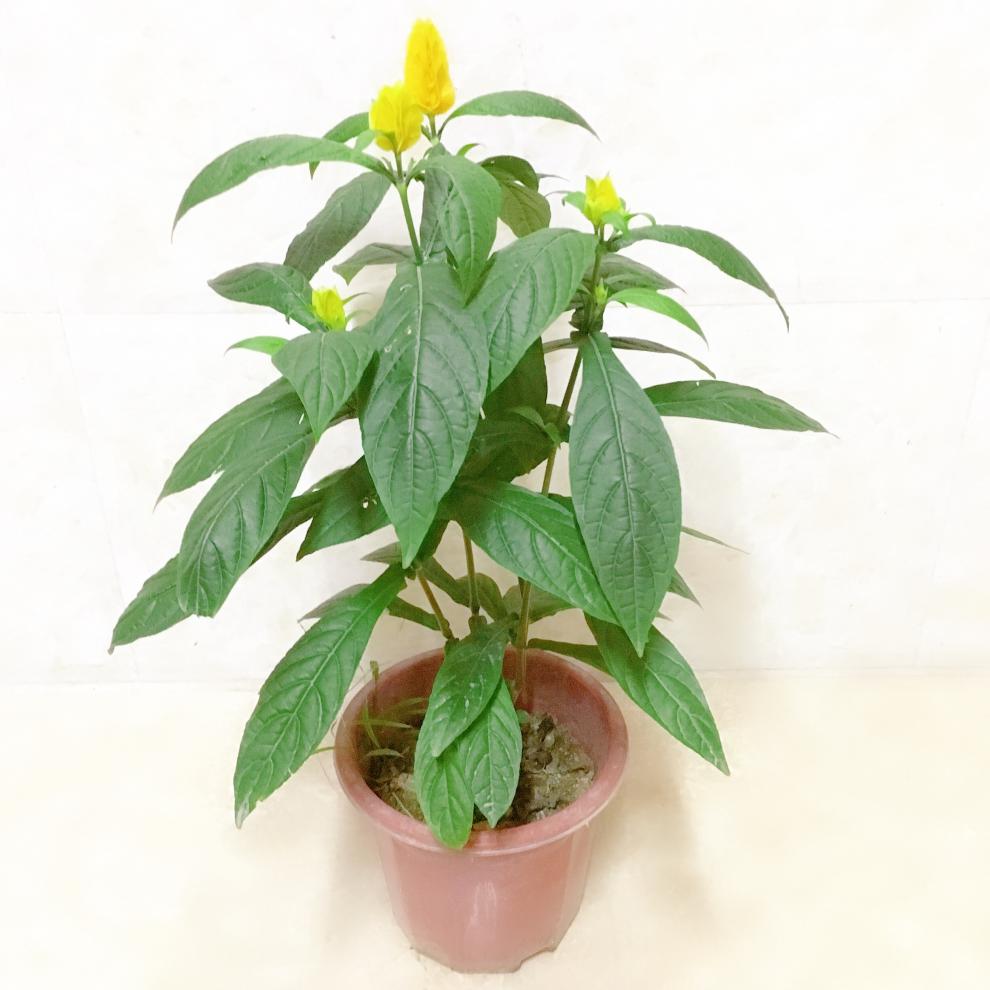 黄金宝塔花盆栽金苞花黄虾花卉黄金塔花苗四季开花不断观赏绿植物
