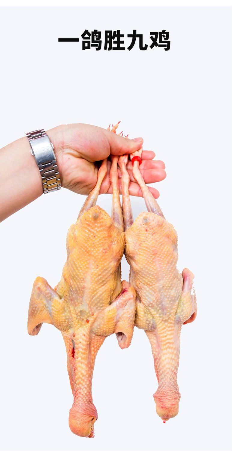 老鸽子农家散养土鸽乳鸽新鲜杂粮喂养活体现杀生鲜 欧林醉尔 【三年