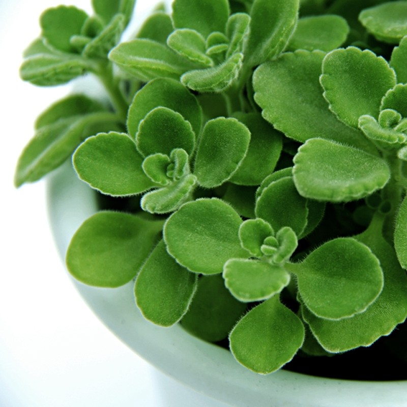 花仙知碰碰香盆栽花苗一抹香花卉绿植室内客厅阳台办公室桌面摆放香草