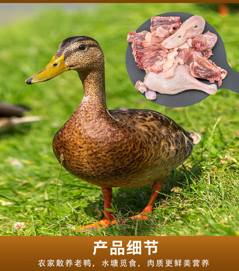 5年老鸭子肉质紧实味道鲜美散养农家土鸭麻鸭草鸭新鲜宰杀整鸭昌盛隆5