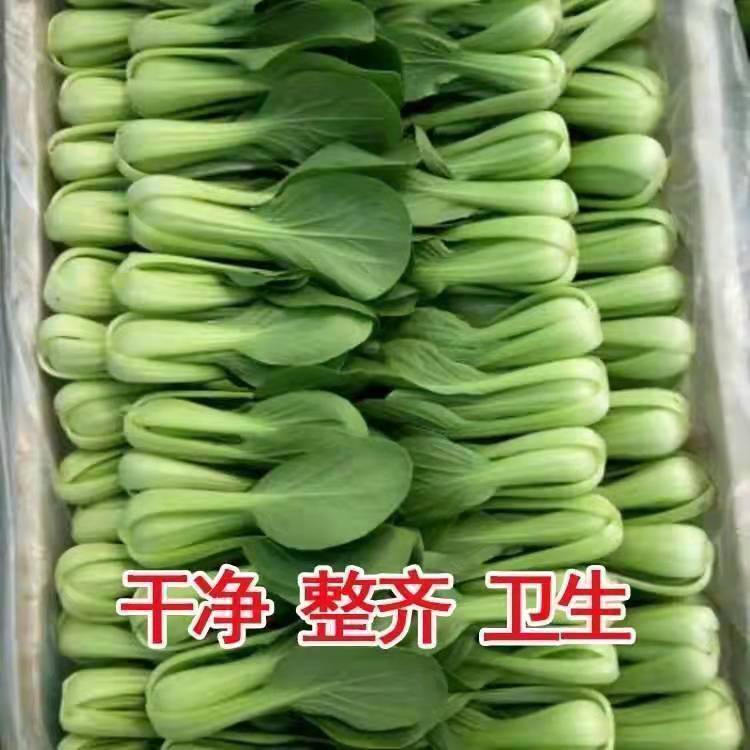 上海常见青菜种类图片