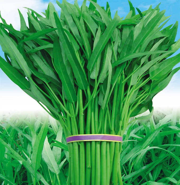 泰国青梗柳叶空心菜种籽大叶通心水种空心菜春夏秋四季蔬菜种孑子