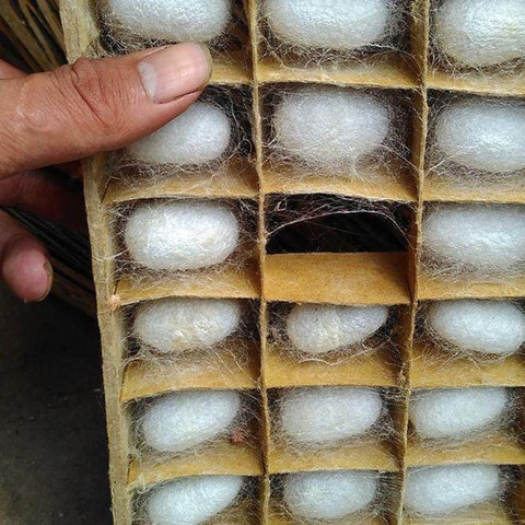 新型结茧网 蚕宝宝方格簇纸簇干燥簇结茧吐丝纸格簇结茧网养桑蚕工具