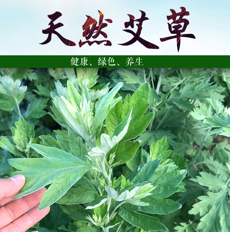 【优选品质】挂门上整把艾蒿叶精品新鲜艾草大叶艾叶端午节艾蒿整支带