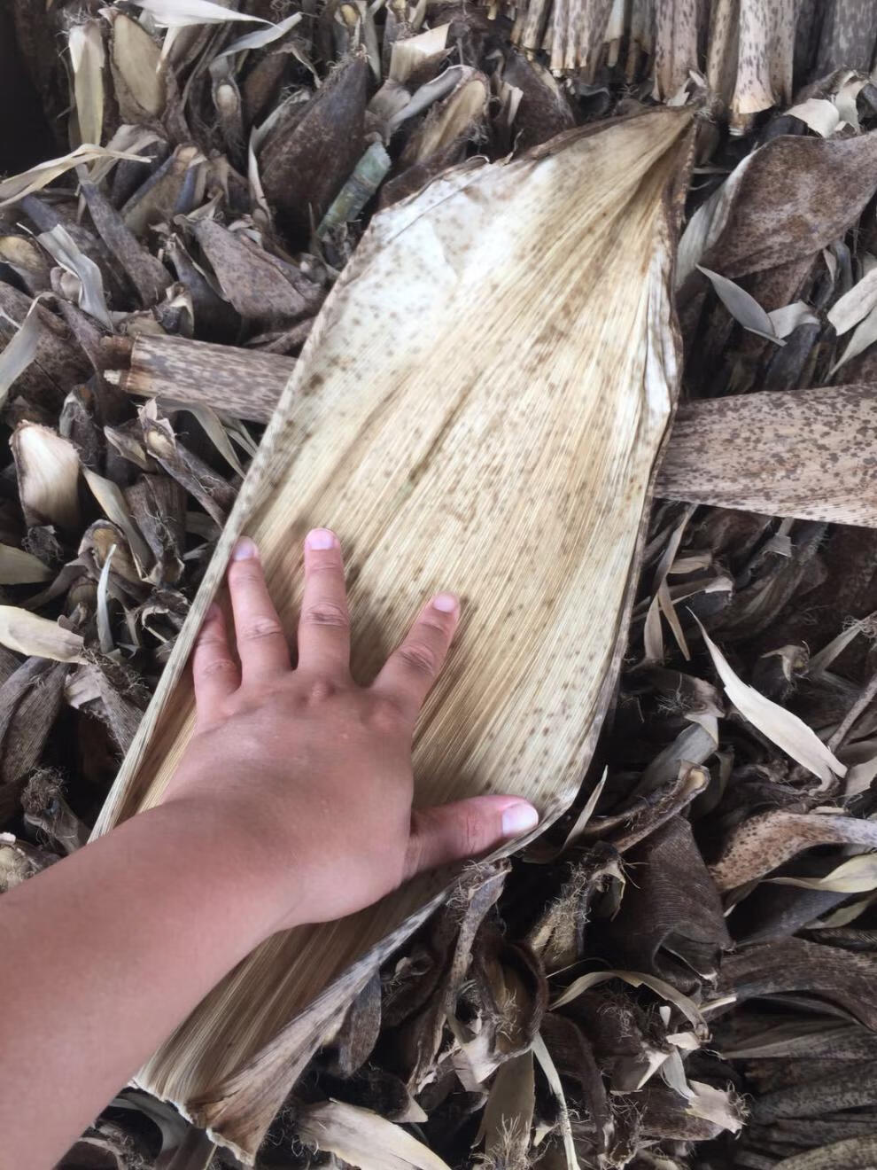 竹笋叶壳新货四川宜宾毛竹壳粽子叶豹纹楠竹笋叶端午包粽子笋壳黄粑壳