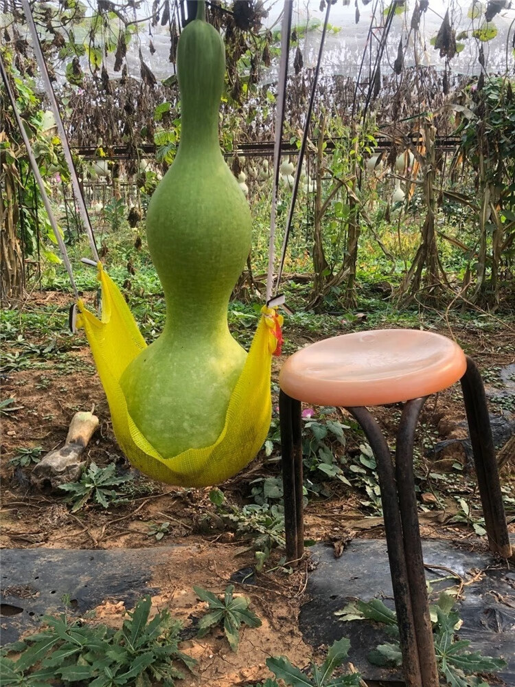 2022大葫芦特大摆件巨型挂件天然客厅亚腰八宝精品文玩带底座龙头 底