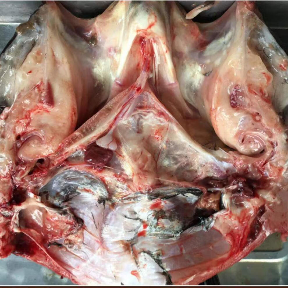 水库鲜活现杀胖大头鱼鲢鱼头剁椒鱼头鱼头煲汤花鲢白鲢酸菜鱼鱼片三斤