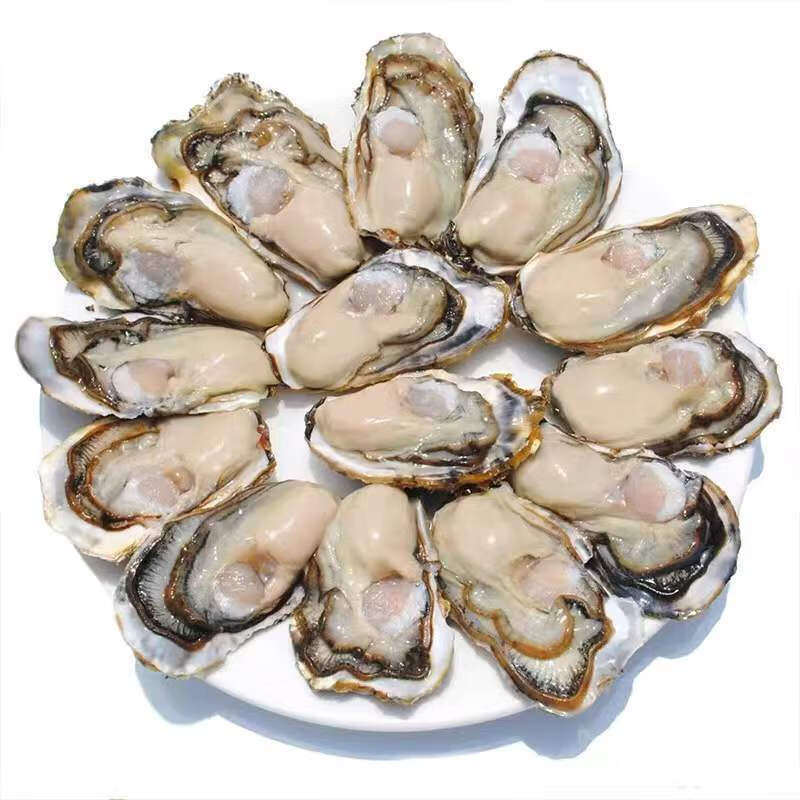 生蚝新鲜乳山蚝一整箱生蚝鲜活带箱5斤现捞肥牡蛎海蛎子带箱5斤囎工具