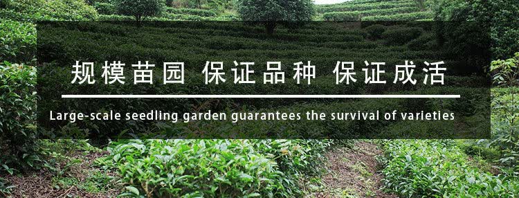 风景树苗在哪里可以出售