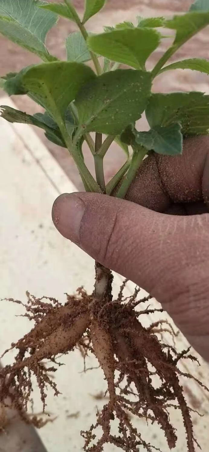 【精品绿植】大丽花花苗地瓜花苗带芽球根花卉庭院花带花重瓣盆栽植物