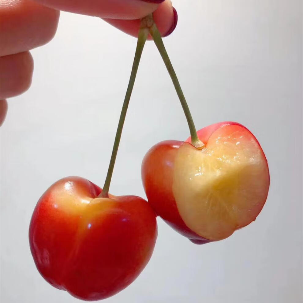 京鲜配送雷尼尔黄金车厘子黄樱桃125斤jjj大果新鲜水果过节送礼5斤