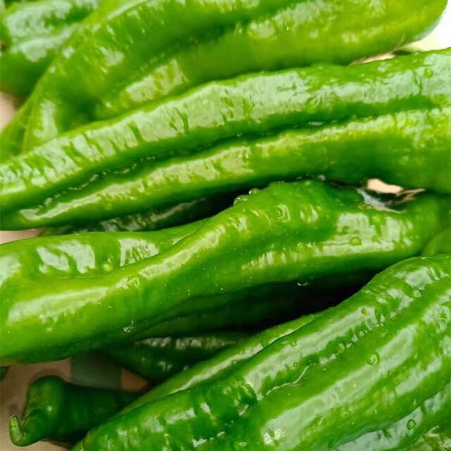 河南农家自种新鲜青辣椒中辣青椒菜椒牛角椒带箱5斤时令蔬菜半斤5斤装
