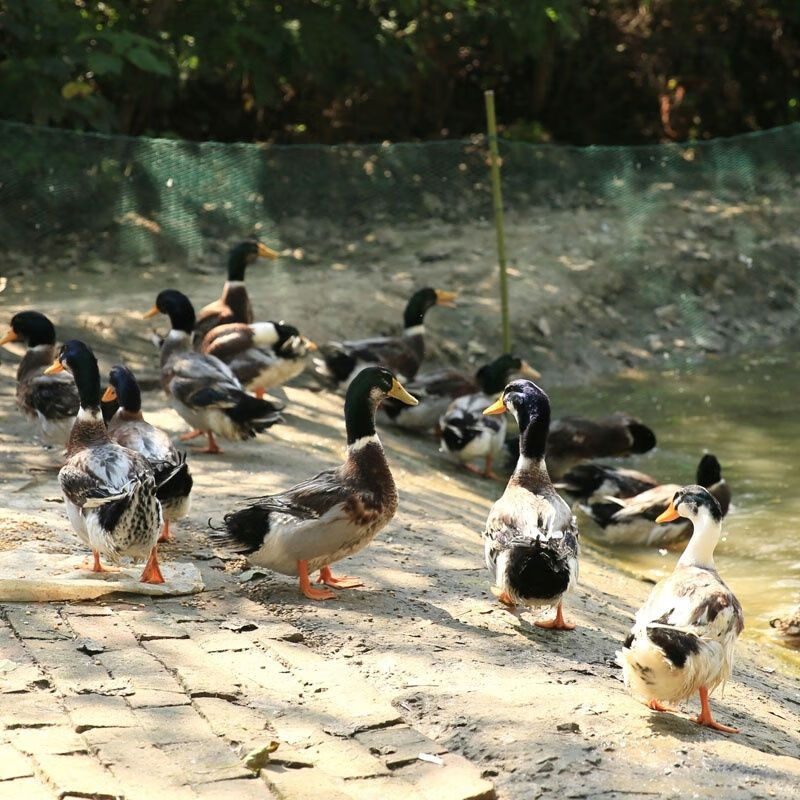 老鸭鸭子整只农家散养麻鸭青头绿头新鲜鸭子肉老水鸭土鸭现杀五年三年