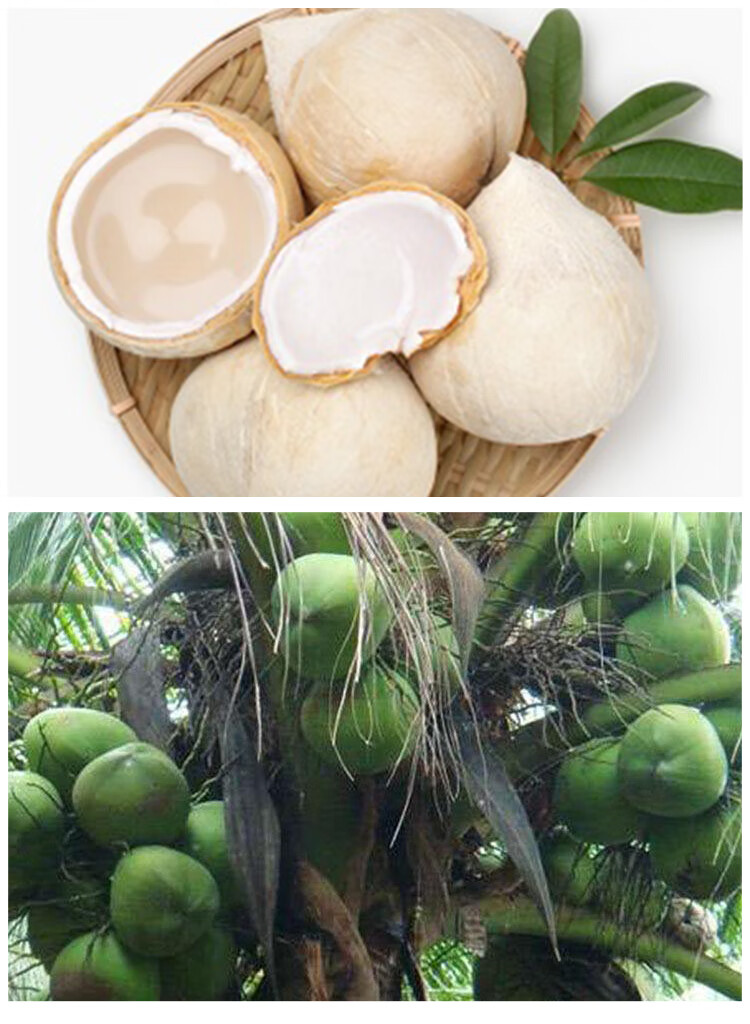 京选生鲜坏果包赔泰国奶椰椰青椰皇新鲜椰子去皮海南奶椰三亚孕妇热带