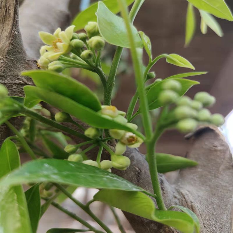 土沉香花茶干花正宗海南奇楠花嫁接一代棋楠树花沉香花养生茶保键 200
