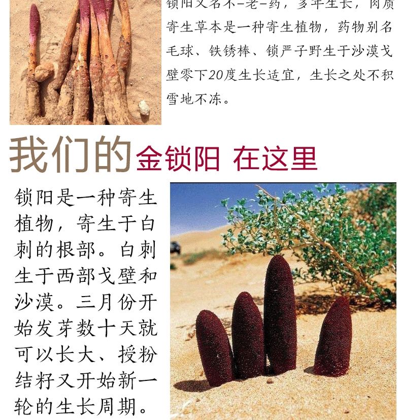 金锁阳内蒙古阿拉善切片锁阳配肉苁蓉滋补泡酒料切片锁阳250克