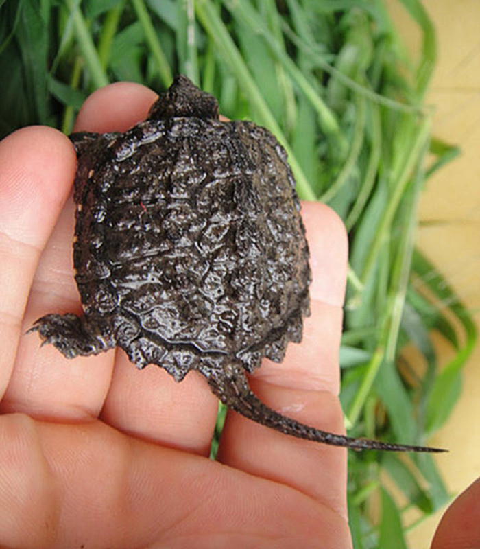 正宗纯佛杂佛北美小鳄龟苗活体龟宠物鳄龟宠物龟乌龟小龟cmaos 纯佛暴