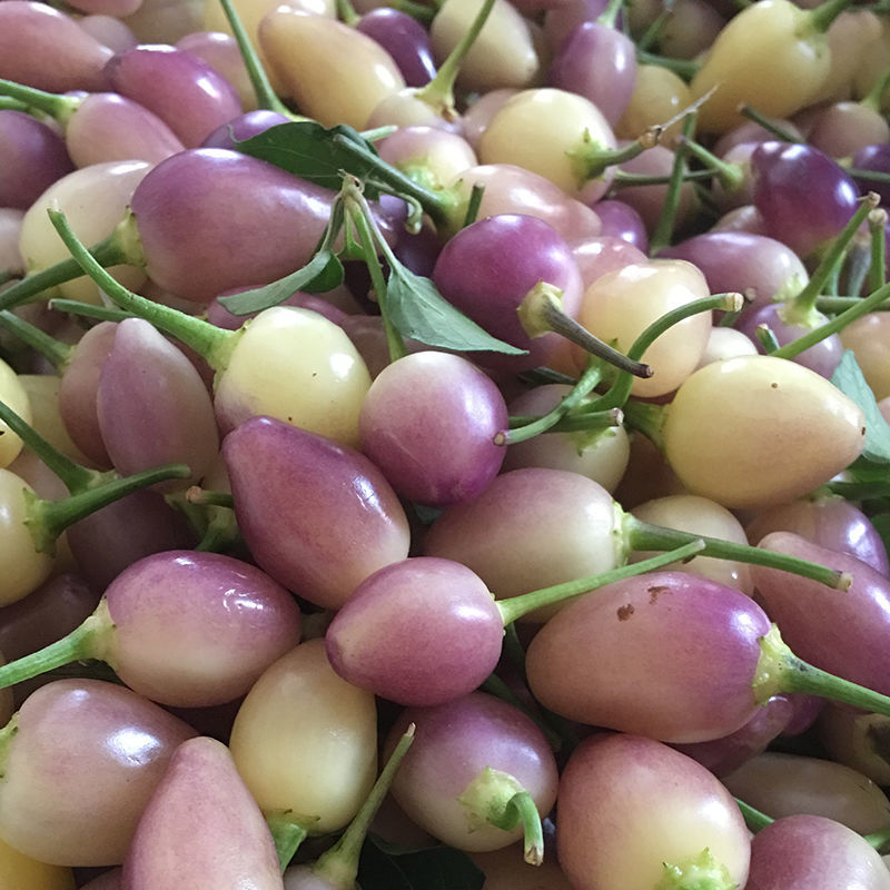 七彩辣椒新鲜现摘五彩椒小灯笼椒广西五色椒泡椒农家特产辣椒精选大椒