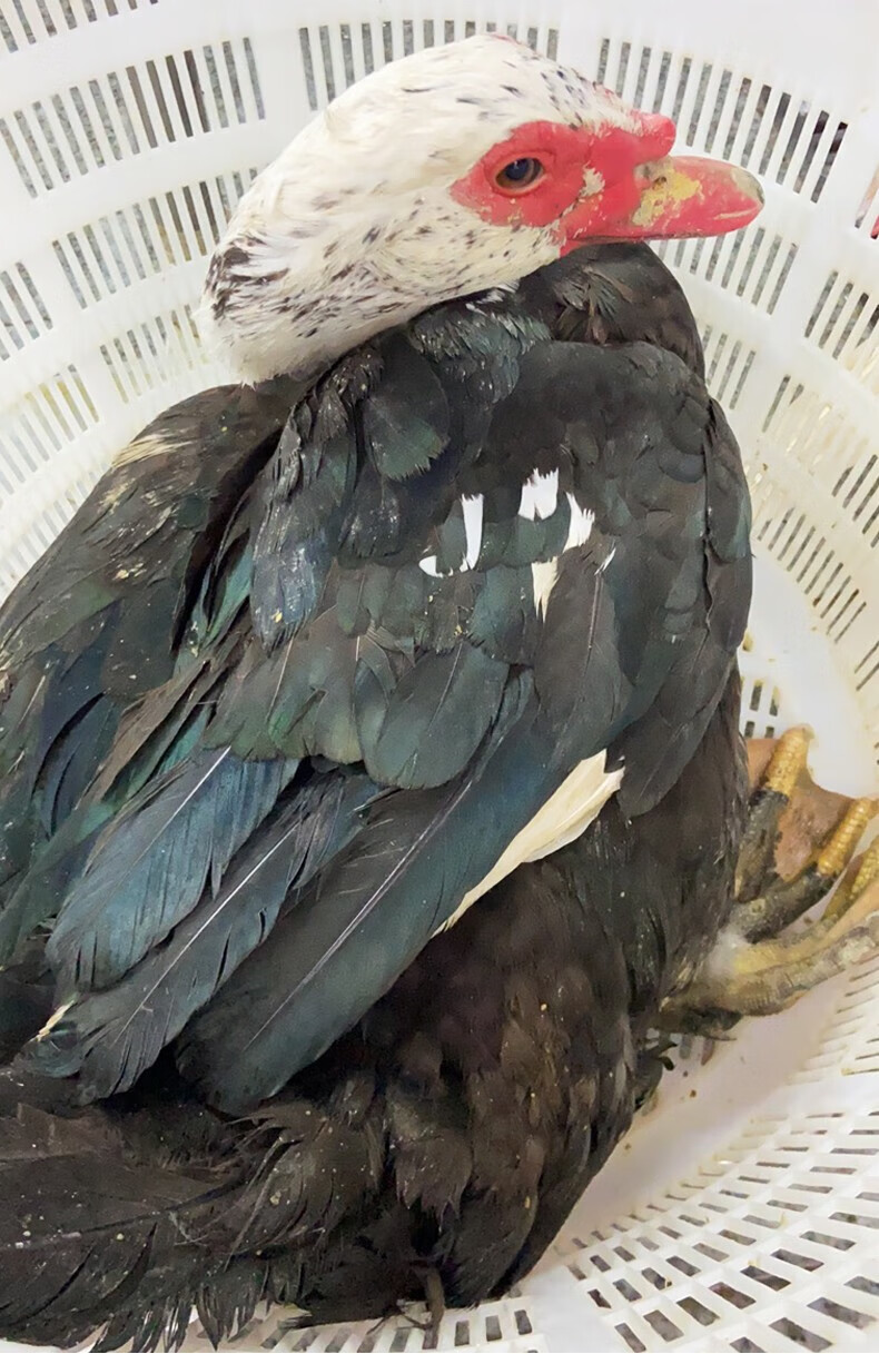 三年农家散养现杀红脸番鸭老鸭整只新鲜鸭子冷冻鲜活土鸭含内脏 农家