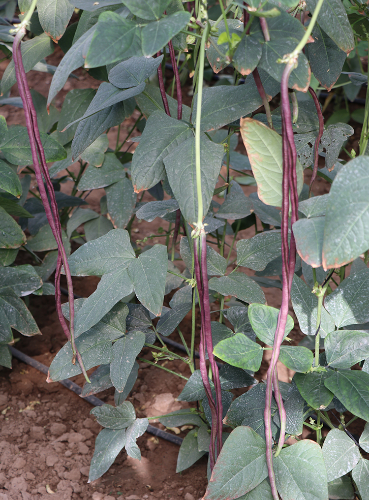 博卉特长春秋红豇豆种籽种子紫红长豆角高产早熟春夏季秋季四季蔬菜孑