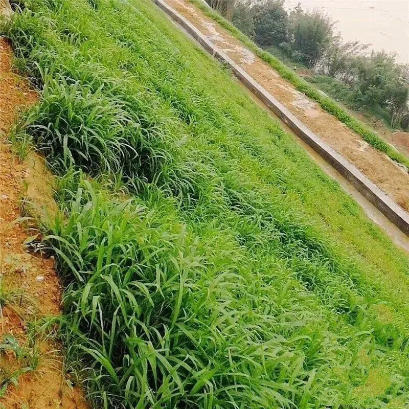 农民老史宽叶雀稗种子宽叶草草籽宽叶雀稗南方通用型绿化护坡草坪种子