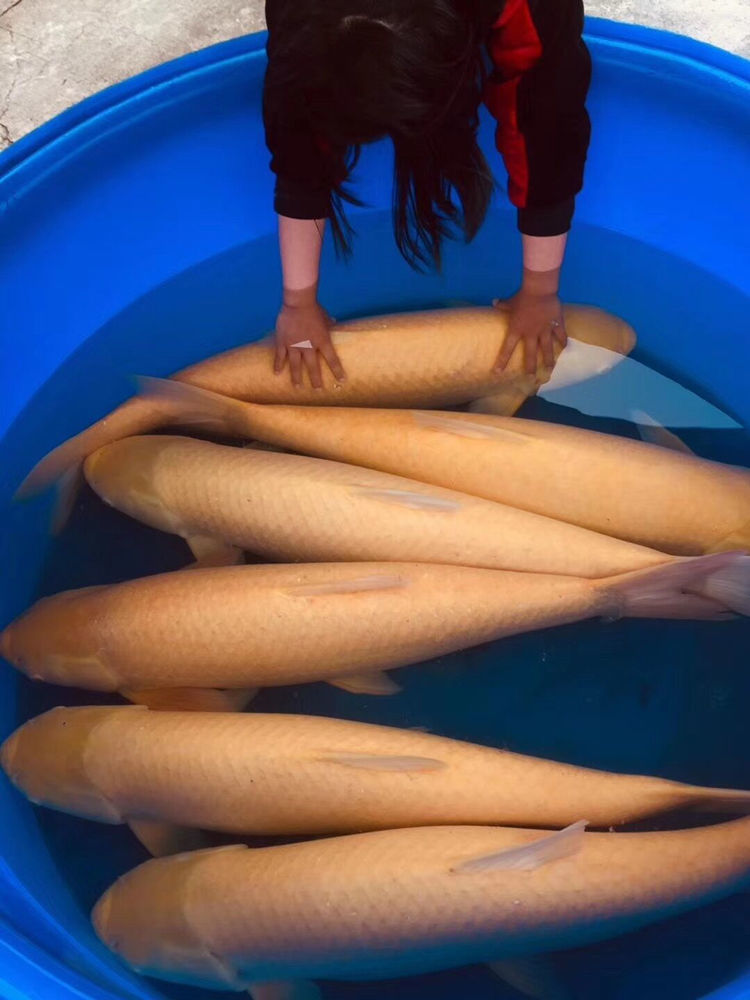 赤目金丝鲩赤目黄金鲩红眼金草鱼鱼大型冷水观赏鱼1012厘米红眼金大头