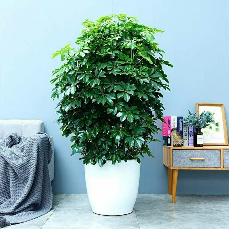 植物七叶莲室内阳台客厅绿植盆栽花卉八方来财112米家庭含白色螺纹盆