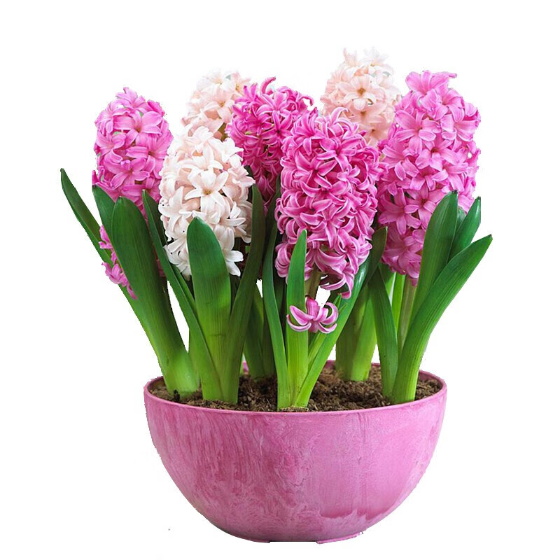 花友风信子 风信子套装 百合种球 百合花套装风信子种球 水培套装四季