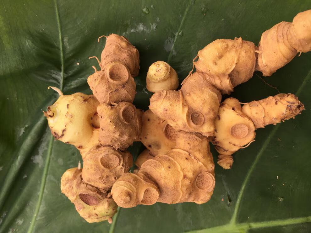 鲜黄精野生生新鲜500g特级九华山肉头鸡头中药材食用泡水泡酒