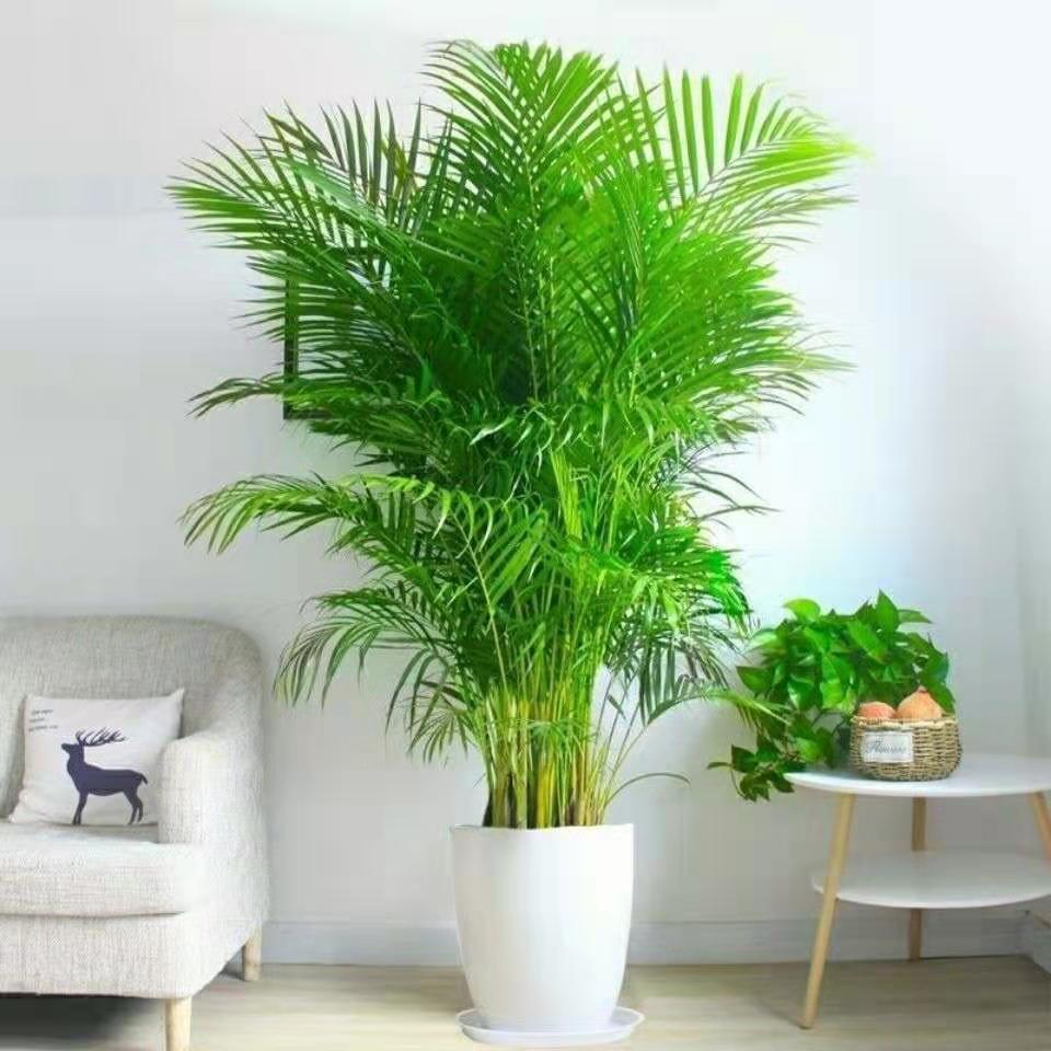 精品绿植散尾葵四季常青凤尾竹富贵耶室内大型绿植盆栽四季好养活花卉