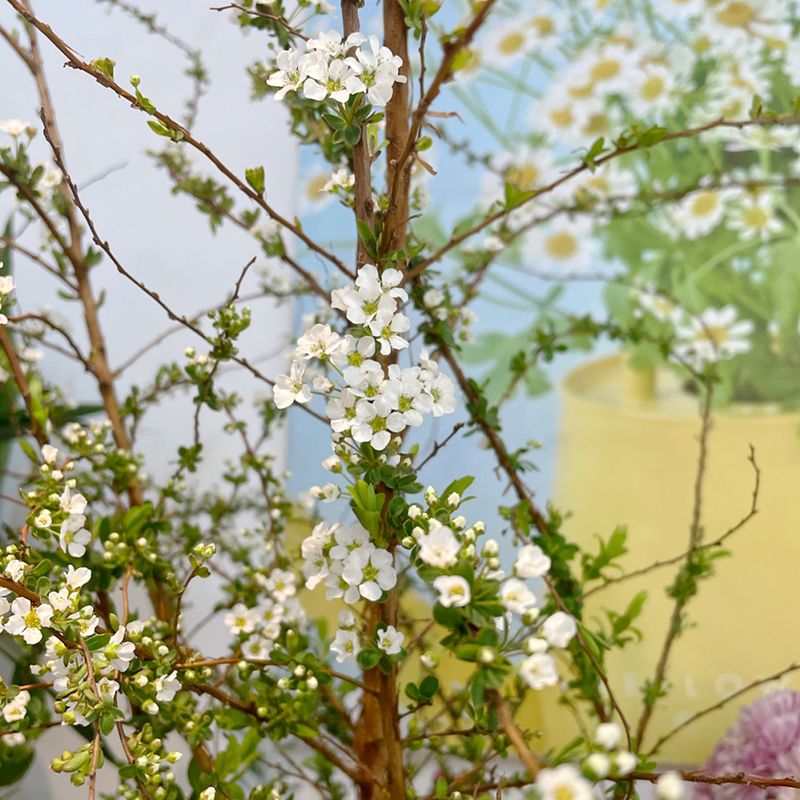 雪柳鲜枝盆栽干枝喷雪花水培植物花卉室内遇插水开花龙柳好养绿植