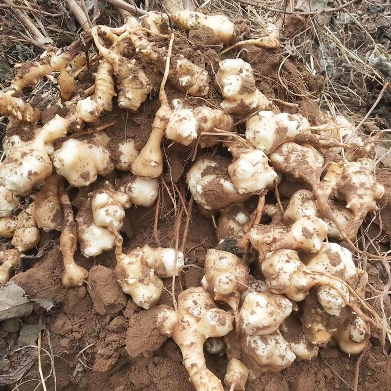 洋姜新鲜沙土地洋姜姜鬼子姜菊芋现挖洋姜蛋甜姜不辣 洋姜5斤大果