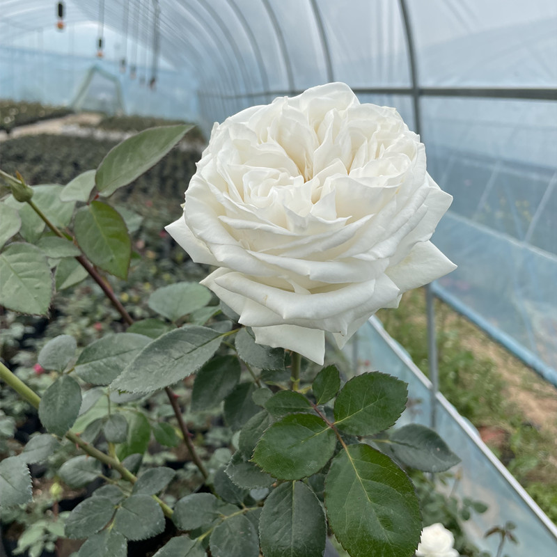 瑰玮实物拍摄灌木月季珍妮莫罗月季大花月季苗切花多花抗病好养 珍妮